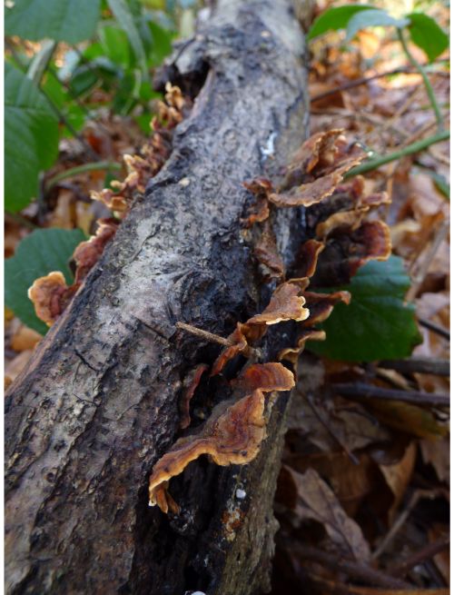 Fruit bodies on oak in Rochford, UK.